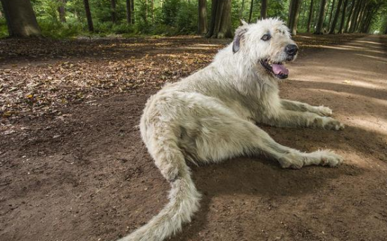 如何训练爱尔兰猎狼犬躺下？试试这几个办法