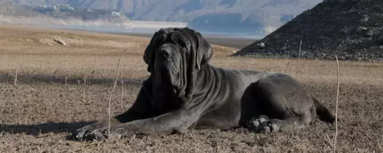 那不勒斯獒犬的起源和历史
