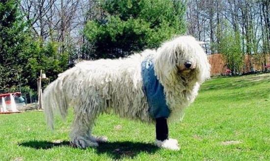 可蒙犬的毛色有几种