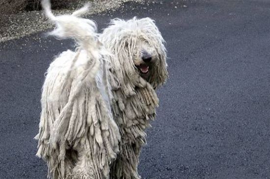 可蒙犬的饲养要点有哪些