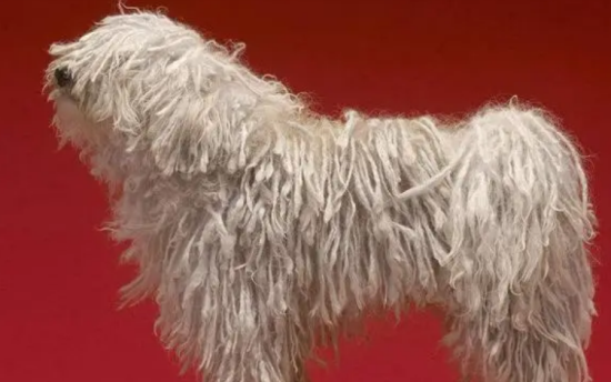 可蒙犬怎么训练不乱吠叫？想学的看过来！