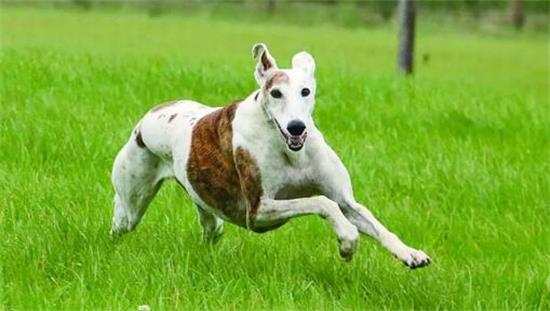 灵缇犬多大产仔