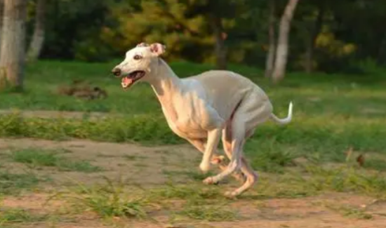 灵缇犬和格力犬的区别