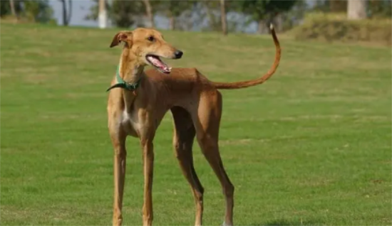 灵缇犬多少钱一只