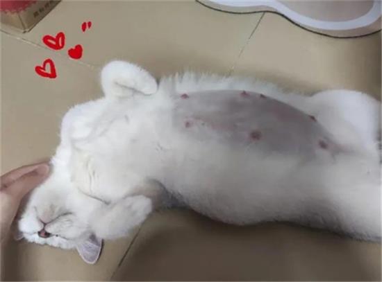 猫怀孕50天不见肚子
