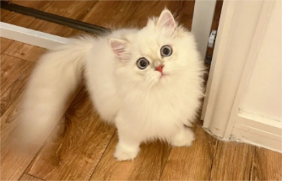 长毛猫剃了毛后变成短毛