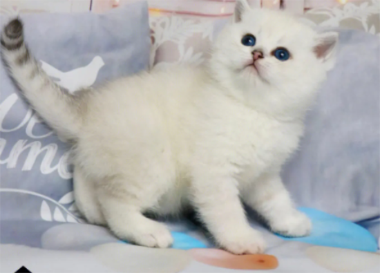 银点猫眼睛是红色的,怎么回事