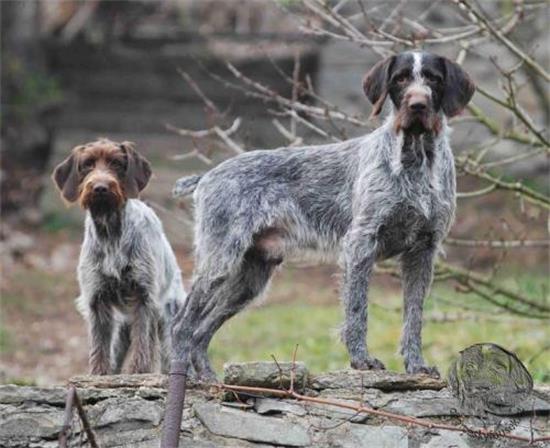 德国刚毛指示犬一般有多高