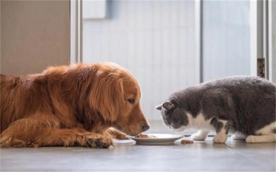 猫和狗喜欢吃什么