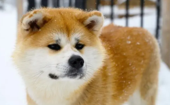 秋田犬几个月成年？