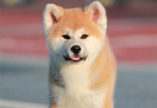 养宠小知识：秋田犬发情后多久生小狗？