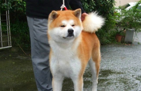 秋田犬的训练方法？