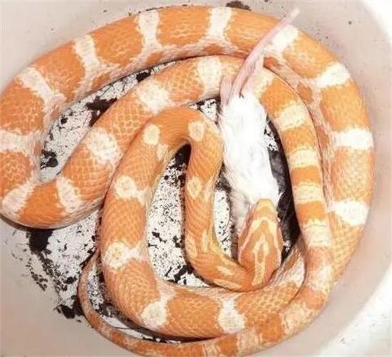 宠物蛇吃完东西多久不能碰