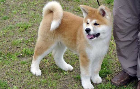 怎样训练秋田犬跟着主人走？这些方法了解一下
