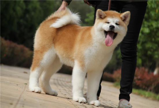 秋田犬分大型小型吗？