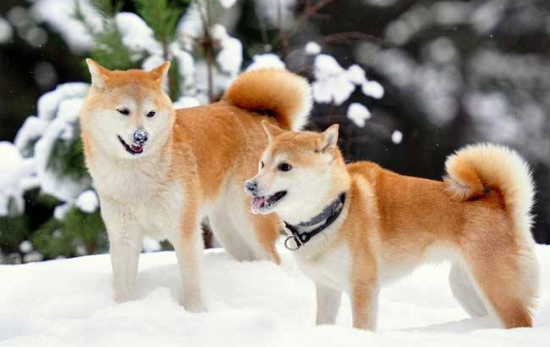 秋田犬吃多了拉稀怎么办