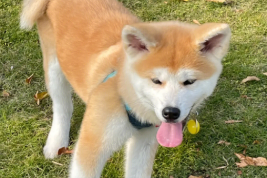 秋田犬哪里有卖的？