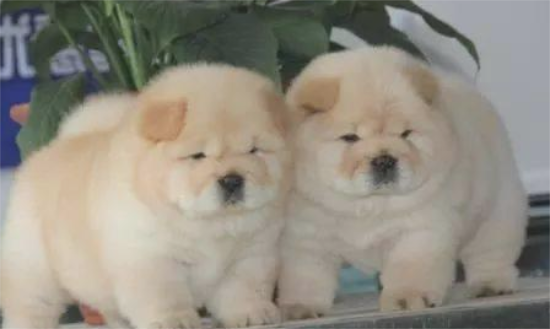 怎样选择一只出色的松狮犬回家？