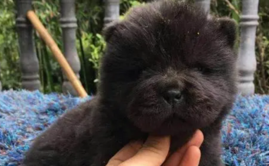 松狮犬多少钱一只黑色幼犬