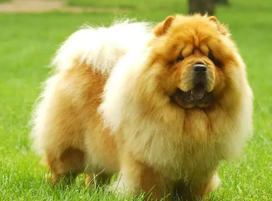 松狮犬多少钱一个