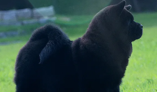 赛级松狮犬多少钱一只