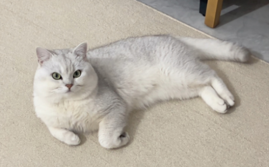 领养猫要注意什么？猫咪到家要做好这几点