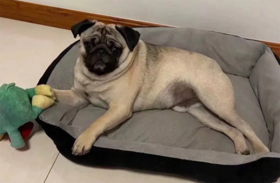 巴哥犬夏天多久洗一次澡比较好