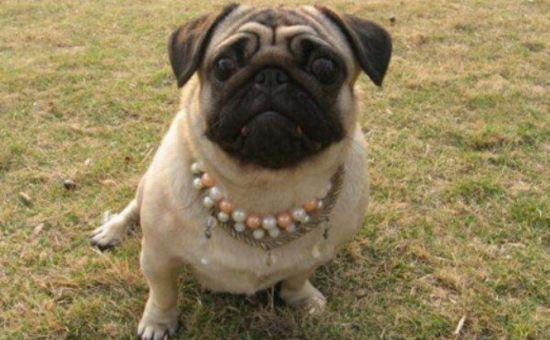 四个多月的巴哥犬怎么才能让他听话