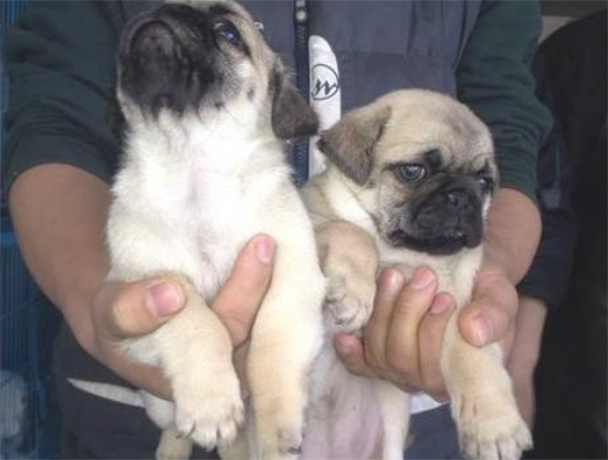 太吃大亏！这6种巴哥犬不必买，以防你后悔莫及