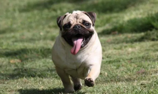 为什么养巴哥犬的人不多？