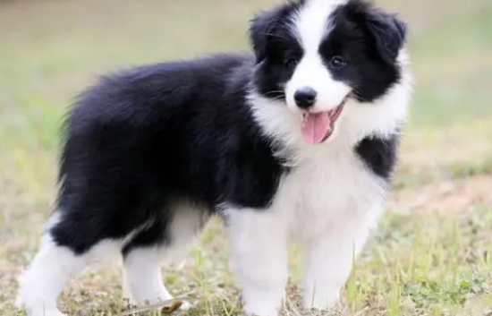 边牧犬多少钱一只幼犬啊