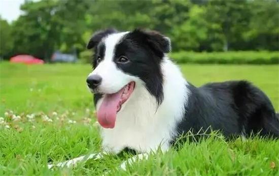 怎么样训练边牧犬啊