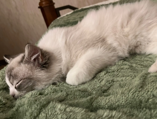 布偶猫的猫藓应该怎么处理