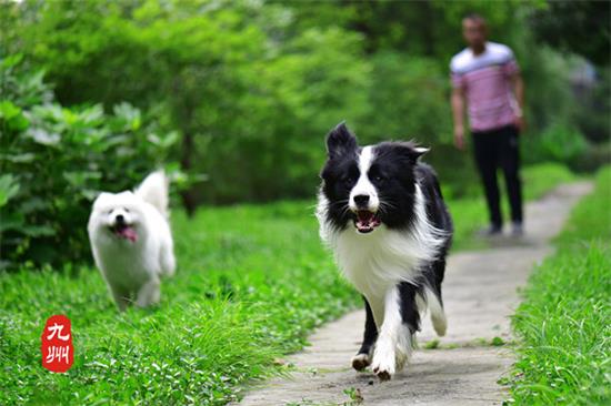 边境牧羊犬需要训练什么