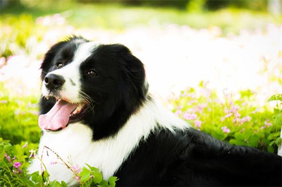 边境牧羊犬训练技巧有哪些