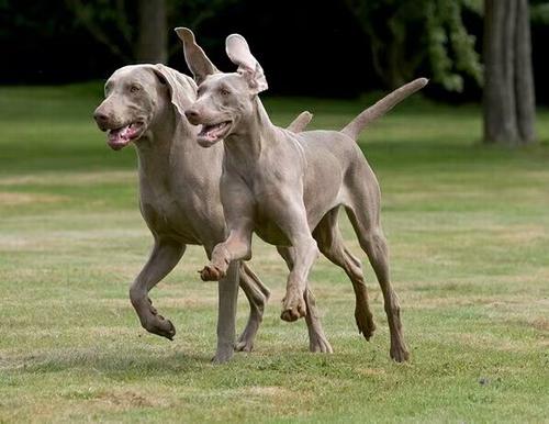 犬尿结石诊断要点