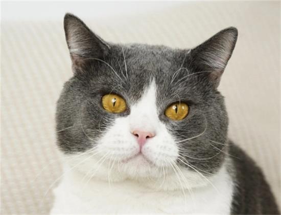 新手养猫100问，养前深思，养后不弃的责任之旅