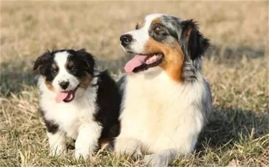 揭秘全球八大顶尖牧羊犬，领略其卓越才能与风采