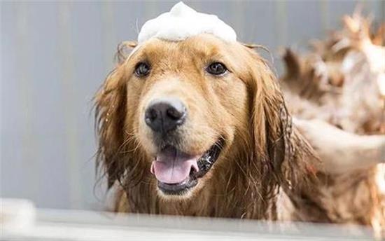 怎么辨别狗狗是不是得犬瘟？