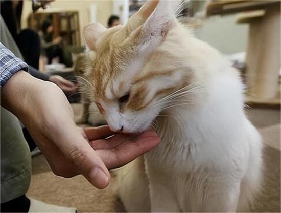 猫也会来月经吗