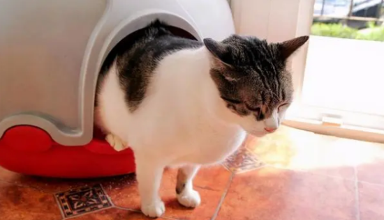 猫咪便血怎么回事