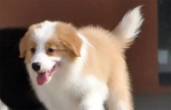 边境牧羊犬的训练要点