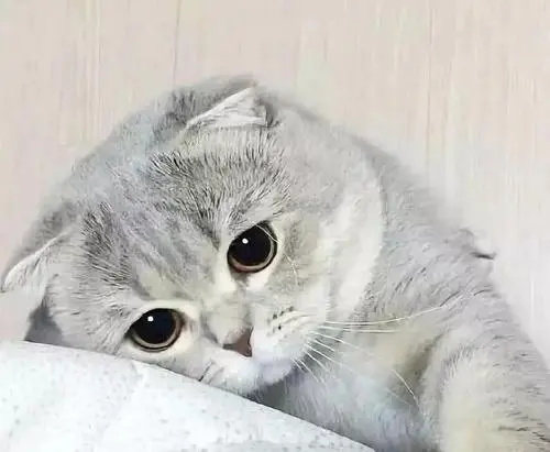 猫咪不出门需要打狂犬疫苗吗