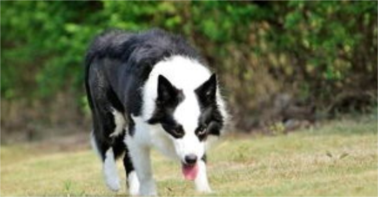 边境牧羊犬晚上一直叫扰人休息？怎么解决？