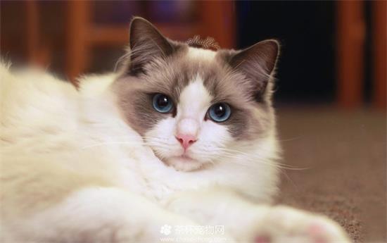 布偶猫外形特征