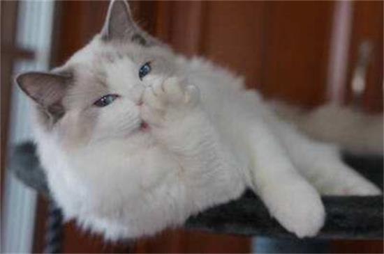 普通布偶猫多少钱一只