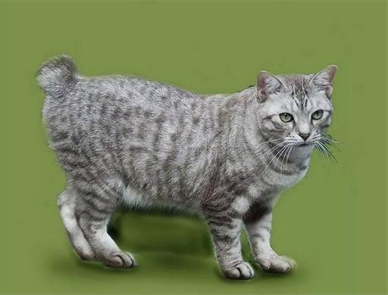 猫咪叫声拖得很长是什么意思