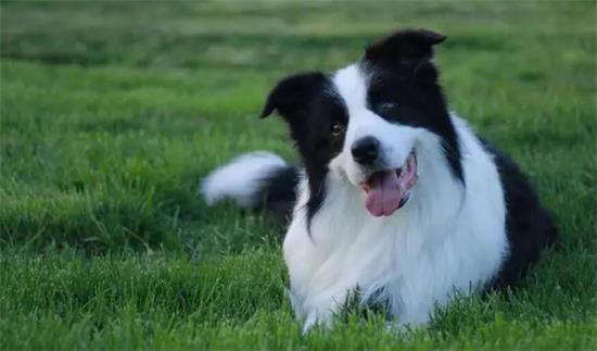 边境牧羊犬毛发怎么梳理？赶紧看这里！