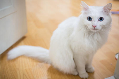 猫怕黄瓜吗 猫怕不怕黄瓜