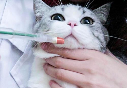 猫能不能吃鸡肉肠